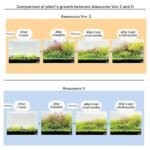 ada soil 1