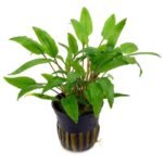 Cryptocoryne wenditii Green ADA Pot